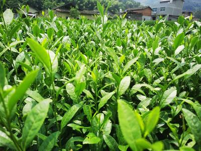 【顺丰包邮】中茶108茶树苗南方种植龙井苗早茶苗绿茶龙井