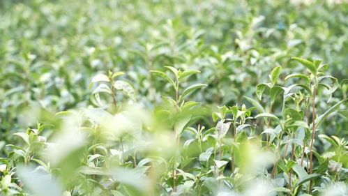 茶叶助振兴 通川4500亩春茶进入采摘季