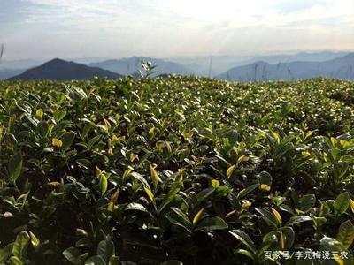 茶树引种应注意哪些问题?目前茶树繁殖有哪几种方式?