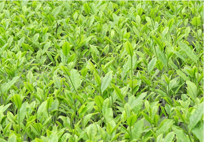 四川雅安茶树苗种植批发