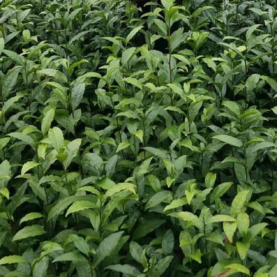 福云6号茶树苗