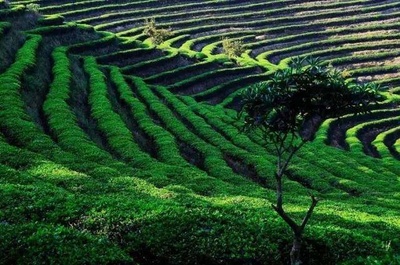 世界茶叶的发源地-云南普洱