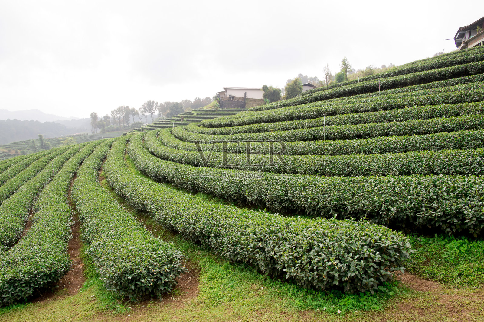 绿茶种植园景观
