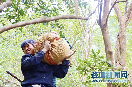 金秋茶果挂枝头 山民唱响 共富曲