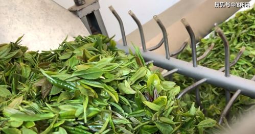 雨前茶 飘香,采摘正当时