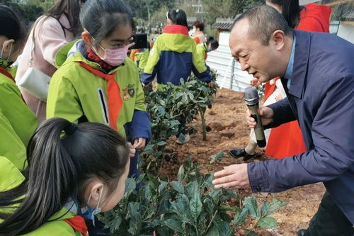 没有围墙的劳动教育课堂 茶文化公园蒙顶山茶园