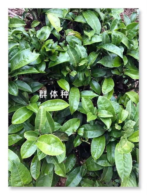 为了做好红茶,有人种了一千多个品种的茶树 看见真实滇红