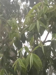 这是哪种野生茶树