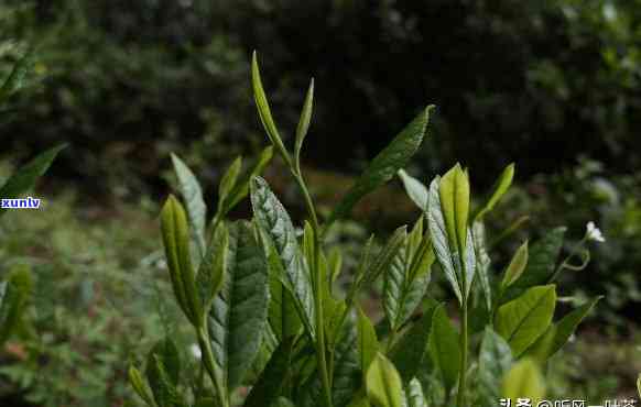 探究海南大叶种普洱茶的品质与口感,了解其是否如传说中那样好喝