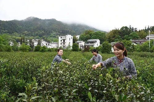 人民日报海外版 专题报道 江西上犹绿茶 有机 富硒