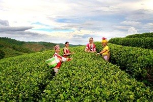 普洱茶名遍天下