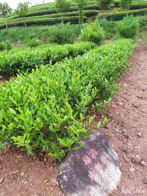 福建武夷学院茶树种质资源圃(部分常见的茶树品种,你知道多少)