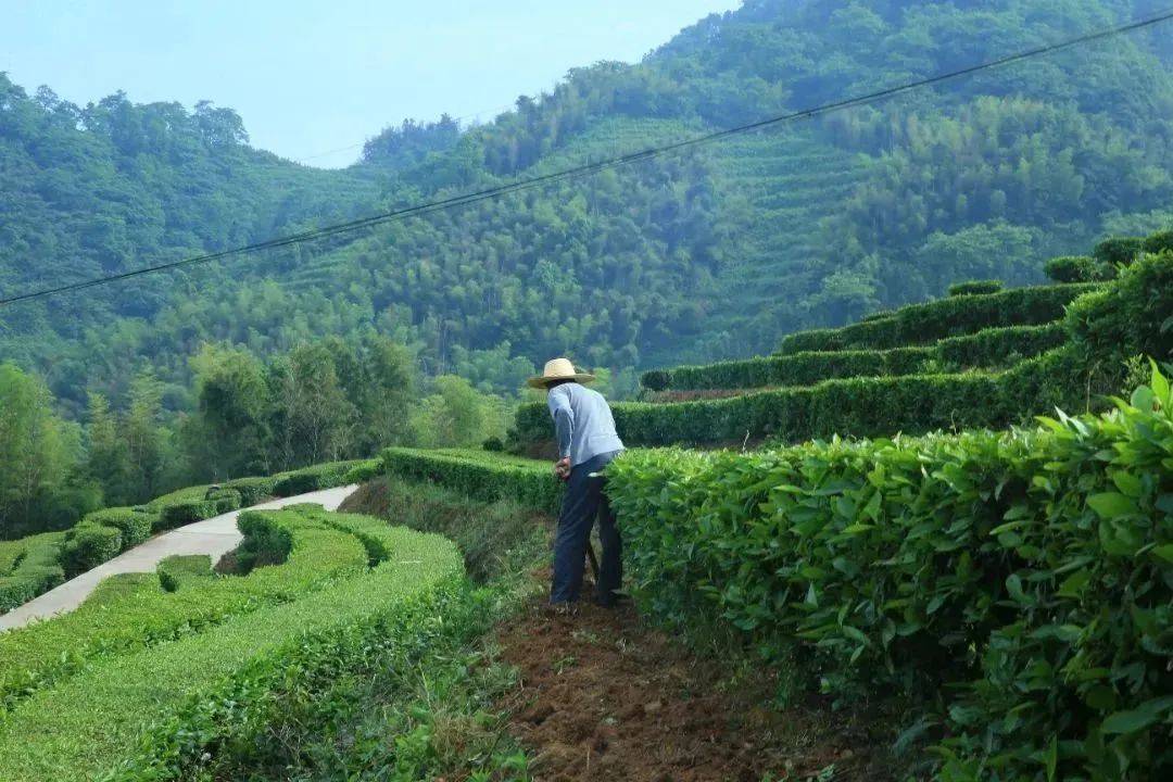 绿色防控,理想华莱茶园冬培正当时_茶树_管理_土壤