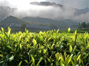 清香回甘的茶叶,茶树种植过程中,冻害的预防和部分的繁殖方法