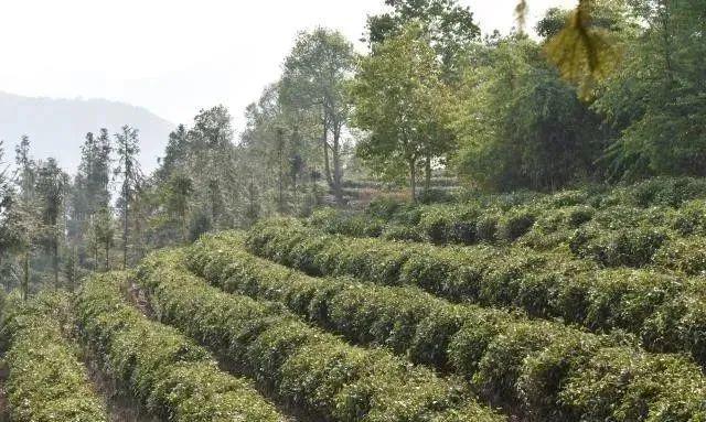 古树茶与台地茶二者有啥区别?