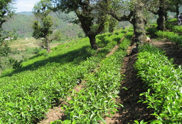 农村的茶树为何多种在山坡上,种在平地上不好吗?
