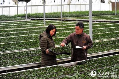 湖北宜昌:冬育春茶苗 小方格里长出“大产业”