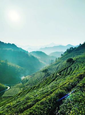 喜报!中茶龙冠荣获2023年杭州市人民政府质量奖!