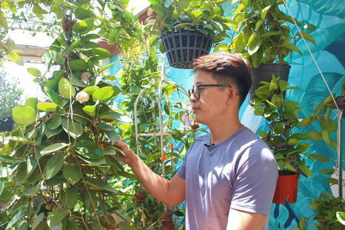 32岁小伙,在1公顷的花园种植山茶树,每月赚取100000元