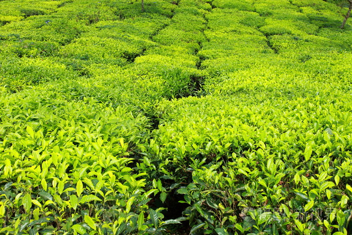绿茶叶种植园的景观.印度喀拉拉邦,新德里照片-正版商用图.