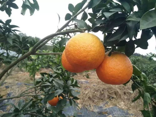 厉害啦 南平这15种特色农产品将多一张省级名片
