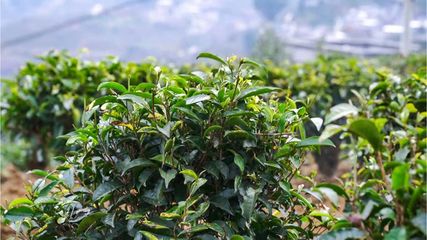 高山红茶传承东方古老文化,植物医生彰显民族企业风范