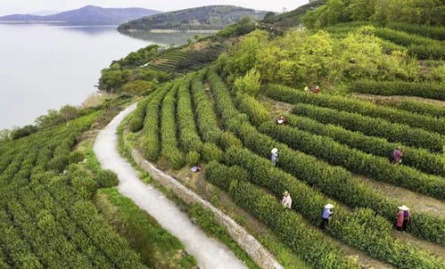 碧螺春下月开采