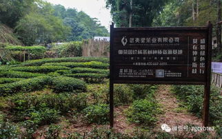岩茶诺亚方舟 我们在三百多种茶树品种的资源库,偷了几棵名丛
