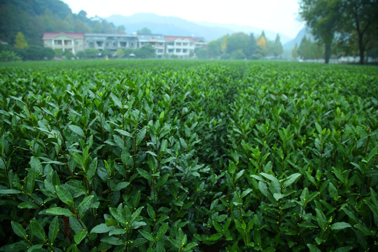 茶树特写