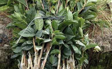 2020宁德大果红花油茶苗批发 龙岩油茶苗种植示范基地-扁山兔业