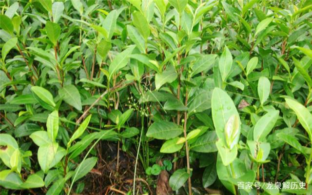 贵州立法禁止茶树种植基地使用化学除草剂(5)