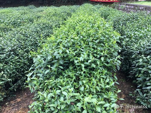 科普 龙井茶好喝,茶树有几种 带你探秘国家茶树种质资源圃,认识龙井家族的奇珍异树