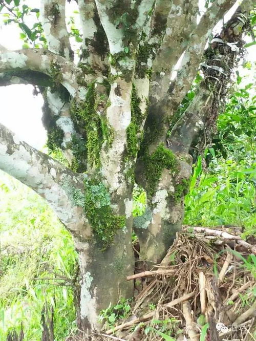 什么是野生茶树和栽培型古茶树