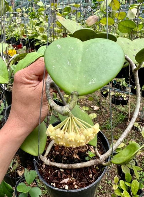 32岁小伙,在1公顷的花园种植山茶树,每月赚取100000元