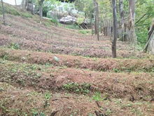 扶贫故事 巧家小河木厂村民刘正清 种养结合开辟致富路