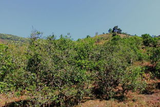 云南茶山 茶树 种茶人