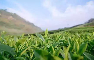 手工捉虫的茶农,19年的坚守,打造了一个生态茶叶农庄