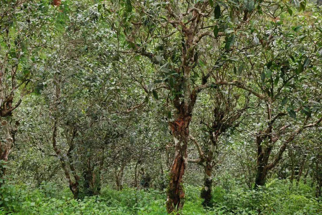 【有一种叫云南的生活】勐海茶山游 景美茶更香--走进曼糯古茶山