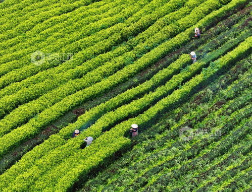 泰和县 茶园修剪管护忙 图