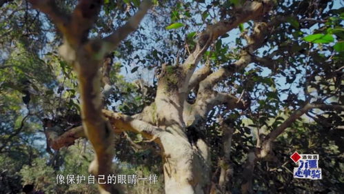低调十年,他一出手,看谁还敢偷