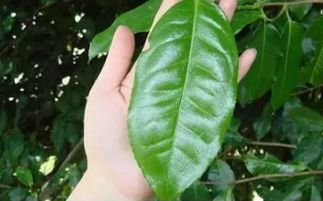 普洱茶18大误区,你都了解么