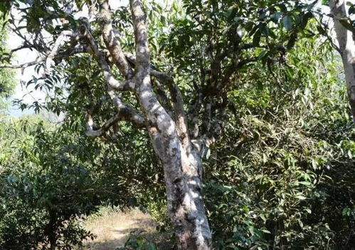 倚邦古树单株高杆普洱茶 独特的紫梗魅力与品质