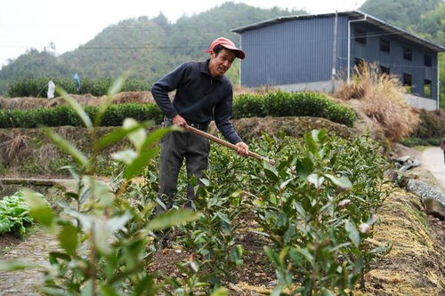 新春走基层丨小山村里的 项目热