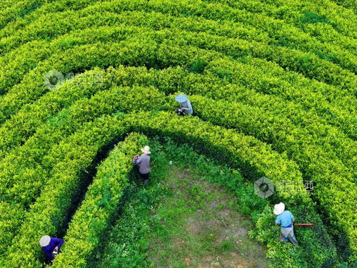 泰和县 茶园修剪管护忙 图