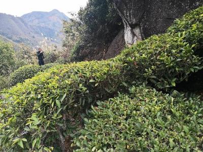 铁司令匠心耕作百亩生态荒野茶园