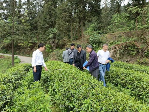 思南县 技术指导到田间 助力茶叶增产增效
