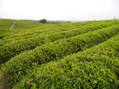 茶树