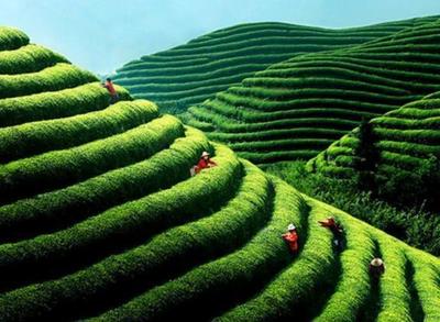 他退伍后到大山种茶树,拥有1.2万亩茶树林,油茶大王名不虚传