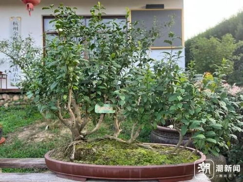 陈红炳 把茶树变为盆栽 建一座种质资源库