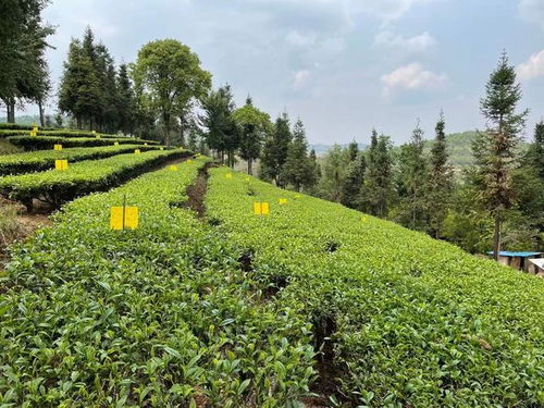 勐海深山藏着的万亩茶园,紫娟一种就500亩,领工资的茶农还不少